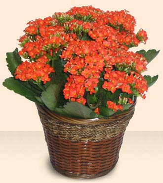  Ankara Rstempaa mah. iek servisi , ieki adresleri  Large Kalanchoe in Basket