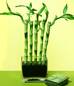  Ankara Beypazar 14 ubat sevgililer gn iek  Good Harmony Lucky Bamboo