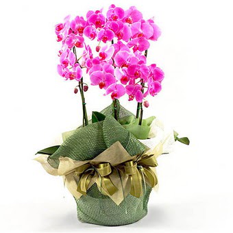  Ankara Beypazar Kurtulu iekiler 2 dal orkide , 2 kkl orkide - saksi iegidir