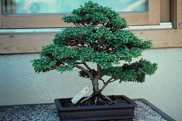 ithal bonsai saksi iegi  Ankara Beypazar 14 ubat sevgililer gn iek 
