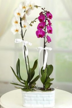 1 mor 1 dal beyaz thal orkide sepet ierisinde  Ankara stiklal mah. iek maazas , ieki adresleri 