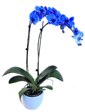 Seramikli 2 dall sper esiz mavi orkide  Ankara Rstempaa mah. iek servisi , ieki adresleri 