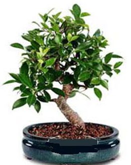 5 yanda japon aac bonsai bitkisi  Ankara Beypazar anneler gn iek yolla 