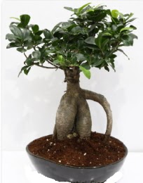 5 yanda japon aac bonsai bitkisi  Ankara Beypazar Zafer mah. iek sat 