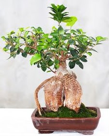 Japon aac bonsai saks bitkisi  Ankara Cumhuriyet Beypazar ucuz iek gnder 