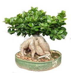 Japon aac bonsai saks bitkisi  Beypazar Cumhuriyet Ankara iek gnderme