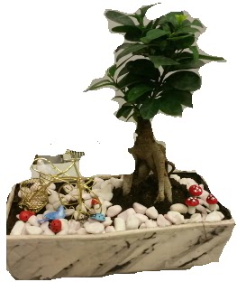 Japon aac bonsai sat  Ankara Beypazar anneler gn iek yolla 