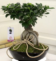 Japon aac bonsai sat  Ankara Rstempaa mah. iek servisi , ieki adresleri 