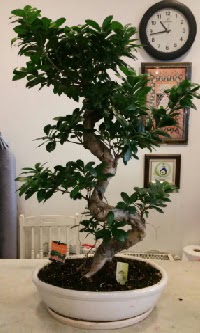 100 cm yksekliinde dev bonsai japon aac  Ankara Beypazar Kurtulu iekiler