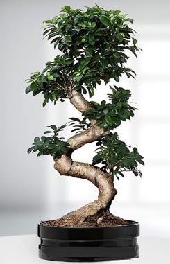 90 CM Japon Aac Bonsai saks iei  Ankara Beypazar iekiler 