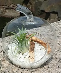 Elma kk boy terrarium 1 kakts  Ankara Beypazar Rstempaa ieki maazas 