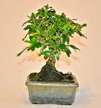 Zelco bonsai saks bitkisi  Ankara Rstempaa mah. iek servisi , ieki adresleri 