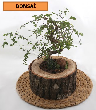 Doal aa ktk ierisinde bonsai bitkisi  Ankara Baaa Beypazar iek gnder