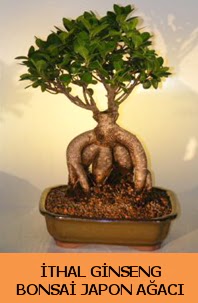 thal japon aac ginseng bonsai sat  Ankara Beypazar Kurtulu iekiler
