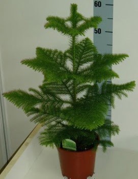 60 cm Salon am araucaria heterophylla  Beypazar Cumhuriyet Ankara iek gnderme