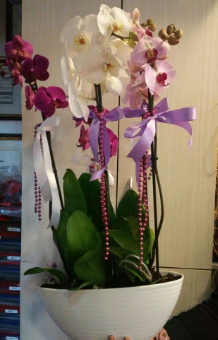 Mor ve beyaz ve pembe 6 dall orkide  Ankara Cumhuriyet Beypazar ucuz iek gnder 