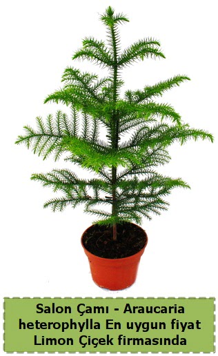 Araucaria heterophylla Salon am tek dall  Ankara Hackara Beypazar iek sat 