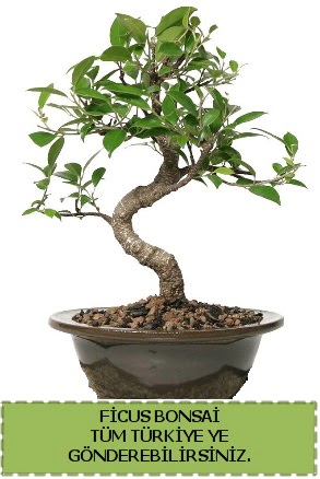 Ficus bonsai  Ankara Baaa Beypazar iek gnder