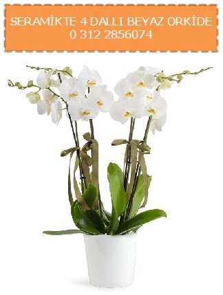 Seramikte 4 dall beyaz orkide  Ankara Beypazar Ayvak iekiler 