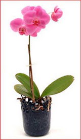  Ankara stiklal mah. iek maazas , ieki adresleri  Phalaenopsis Orchid Plant