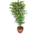Ficus zel Starlight 1,75 cm   Beypazar Kurtulu mah. Ankara cicek , cicekci 