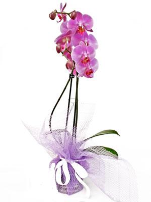  Ankara Beypazar anneler gn iek yolla  Kaliteli ithal saksida orkide