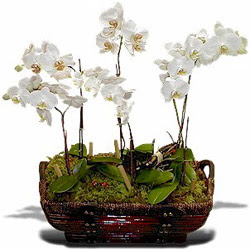  Ankara Beypazar stiklal iek , ieki , iekilik  Sepet ierisinde saksi canli 3 adet orkide