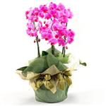  Ankara Beypazar Kurtulu iekiler 2 dal orkide , 2 kkl orkide - saksi iegidir