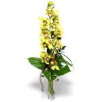  Ankara Beypazar Kurtulu iekiler cam vazo ierisinde tek dal canli orkide