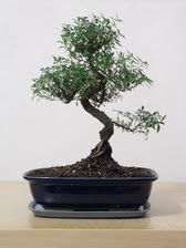 ithal bonsai saksi iegi  Ankara Beypazar Cumhuriyet mah. iek siparii