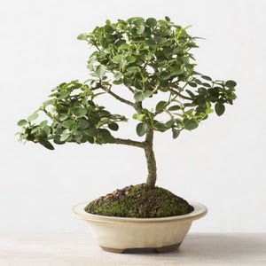 ithal bonsai saksi iegi  Ankara Beypazar iek online iek siparii 