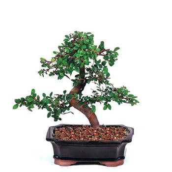 ithal bonsai saksi iegi  Ankara Beypazar Cumhuriyet mah. iek siparii