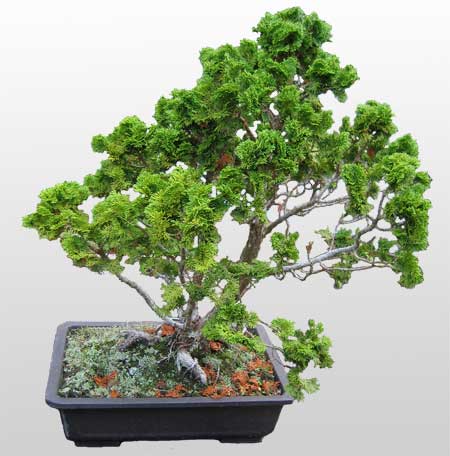 ithal bonsai saksi iegi  Ankara Beypazar Kurtulu iekiler