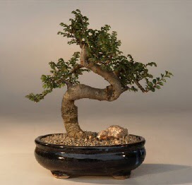 ithal bonsai saksi iegi  Ankara Beypazar 14 ubat sevgililer gn iek 