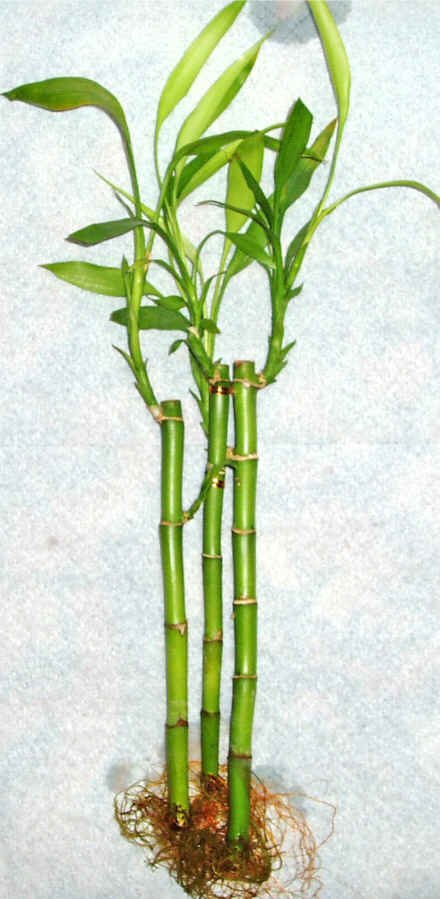 Lucky Bamboo 3 adet vazo hediye edilir   Beypazar Kurtulu mah. Ankara cicek , cicekci 