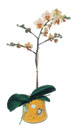  Ankara Beytepe mah. Beypazar online iek gnderme sipari  Phalaenopsis Orkide ithal kalite