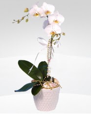 1 dall orkide saks iei  Ankara Beypazar Hackara mah. online ieki , iek siparii 