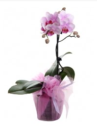 1 dal pembe orkide saks iei  Ankara Beypazar Gazipaa mah. kaliteli taze ve ucuz iekler 
