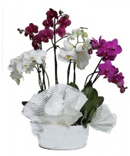 4 dal mor orkide 2 dal beyaz orkide  Ankara Beypazar anneler gn iek yolla 