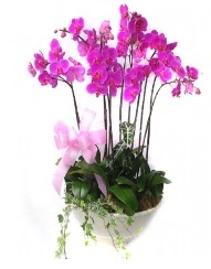 9 dal orkide saks iei  Ankara Beypazar iekiler 