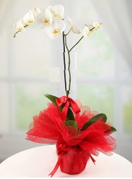 1 dal beyaz orkide saks iei  Beypazar Ankara iek siparii 