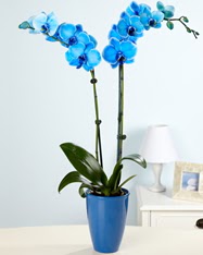 Esiz bir hediye 2 dall mavi orkide  Ankara Beypazar cicekciler , cicek siparisi 