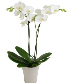 2 dall beyaz orkide  Ankara Beypazar ieki adresleri telefonlar