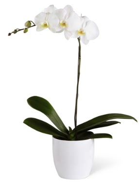 1 dall beyaz orkide  Ankara Beypazar 14 ubat sevgililer gn iek 
