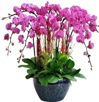 9 dall mor orkide  Ankara Beypazar 14 ubat sevgililer gn iek 