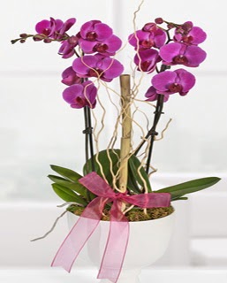 2 dall nmor orkide  Ankara Beypazar anneler gn iek yolla 