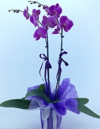 2 dall mor orkide  Ankara Beypazar Gazipaa mah. kaliteli taze ve ucuz iekler 