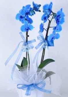 2 dall mavi orkide  Ankara Beypazar Zafer mah. iek sat 