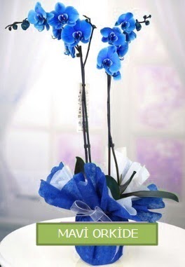 2 dall mavi orkide  Ankara Beypazar Ayvak iekiler 