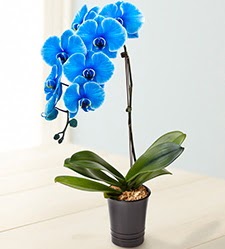 1 dall sper esiz mavi orkide  Ankara stiklal mah. iek maazas , ieki adresleri 